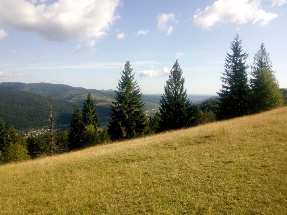 Смереки