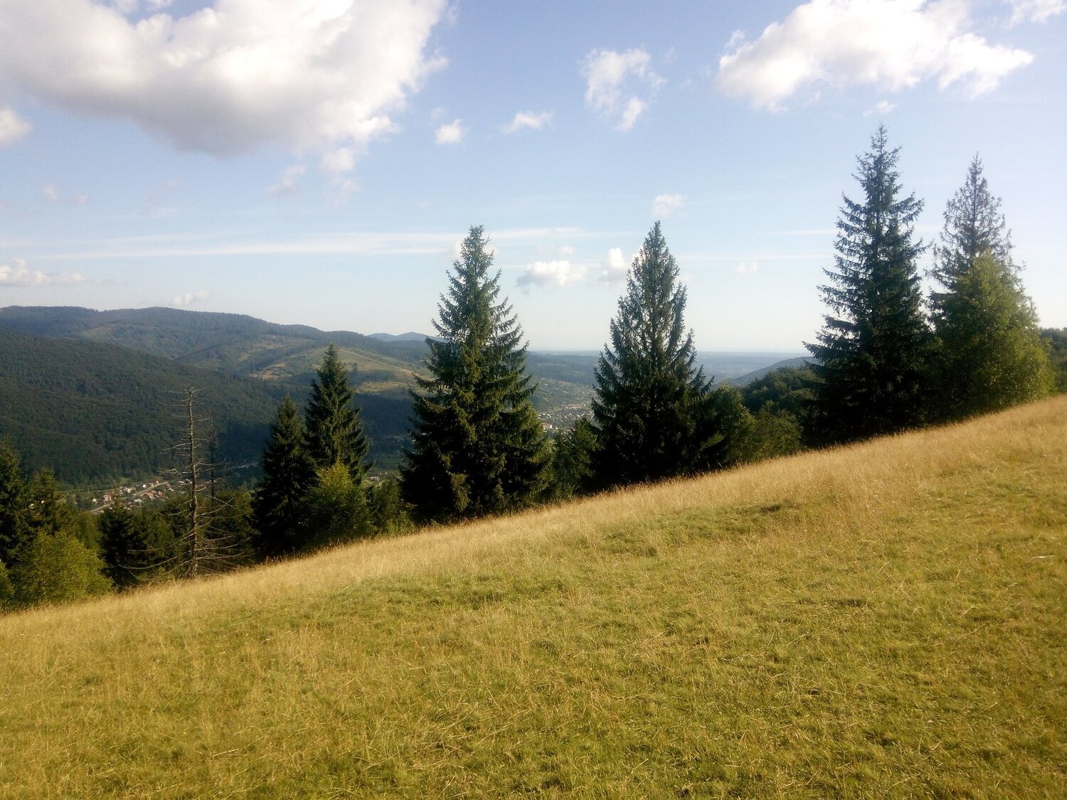Смереки