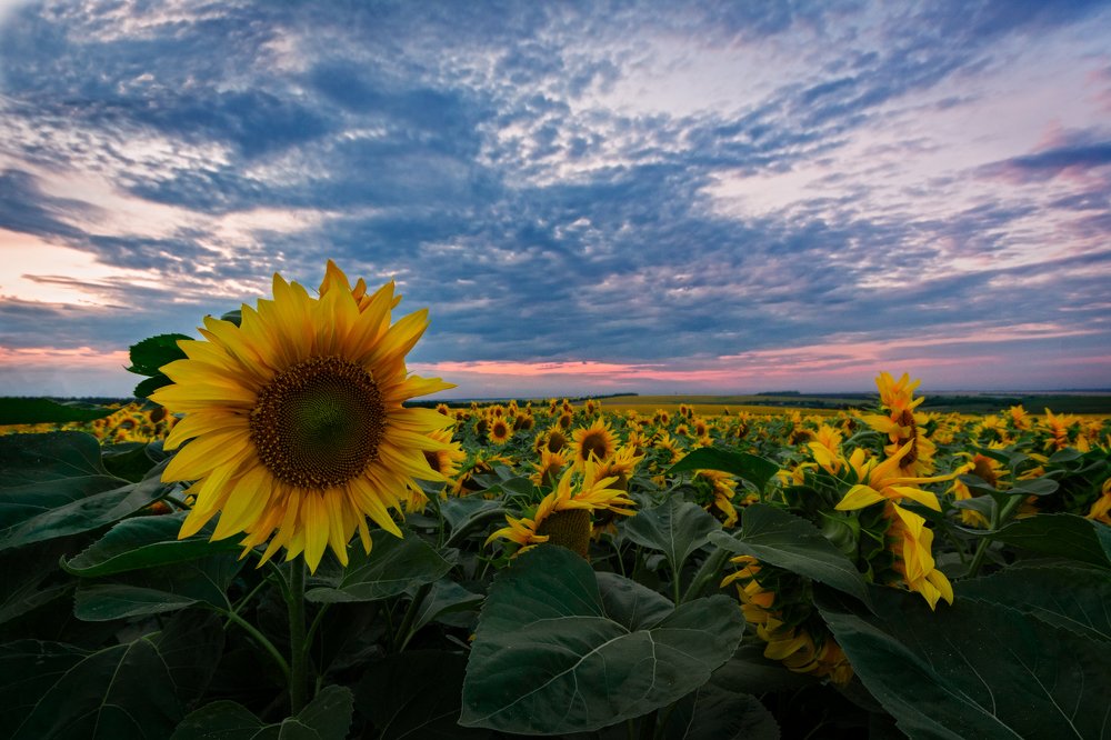 Подсолнухи