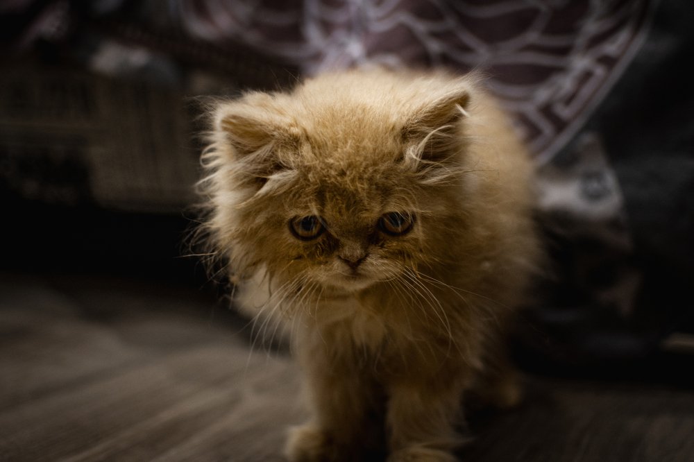 котик Марсэль