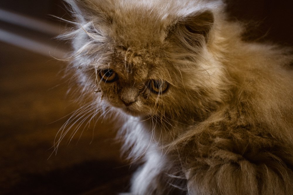 котенок Марсэль