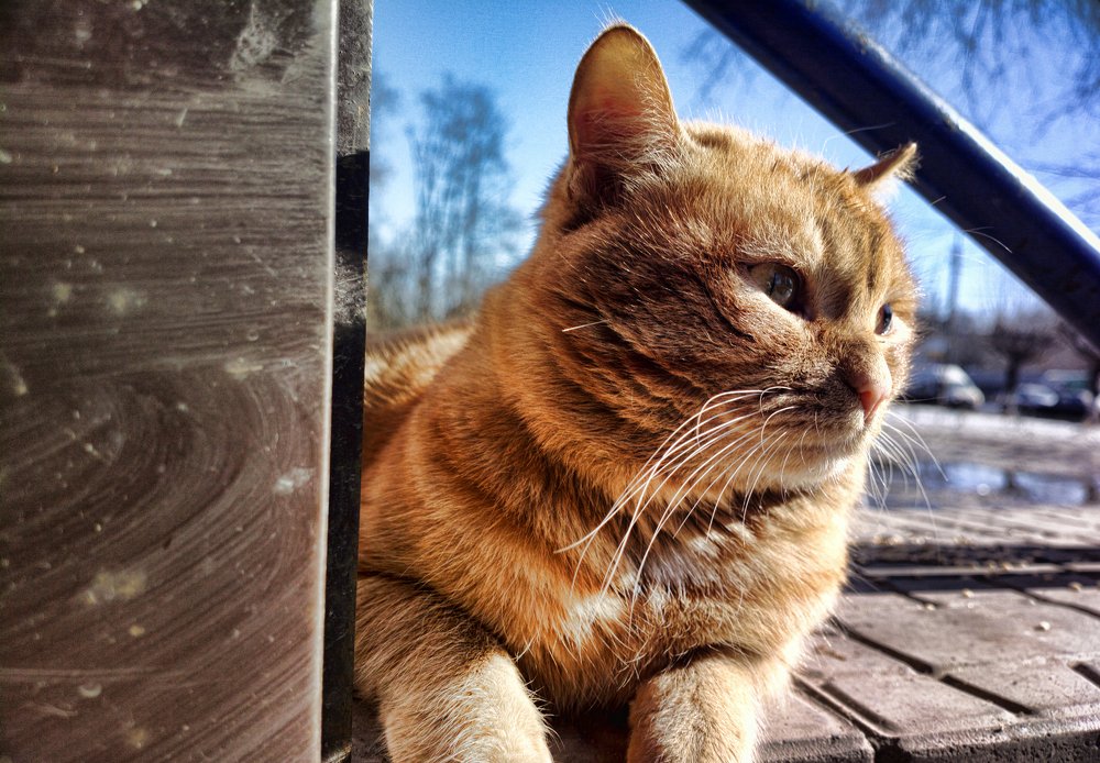 Рыжий котЭ