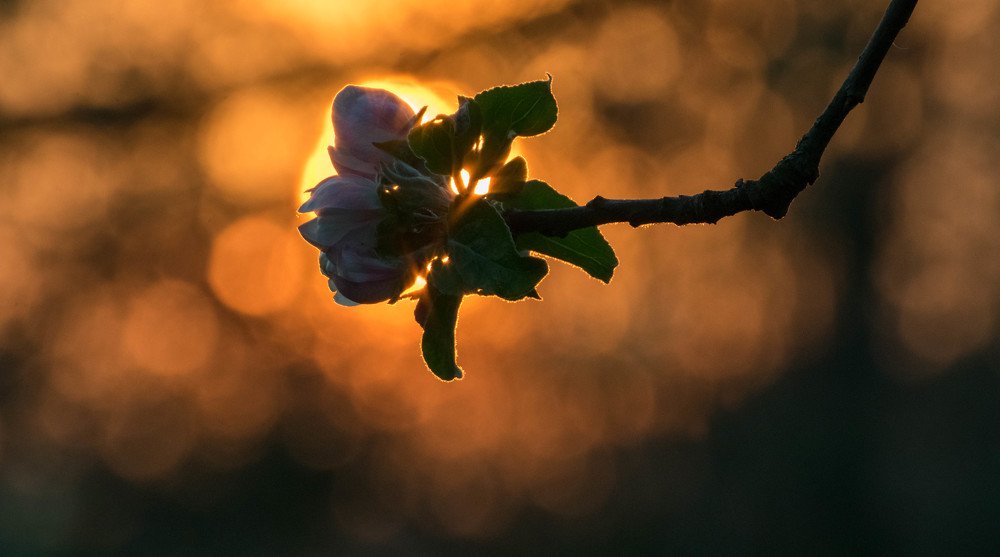 blossom sunset
