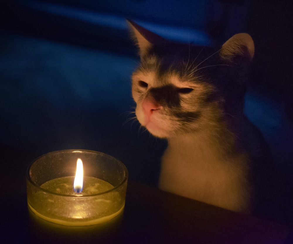 candle light cat