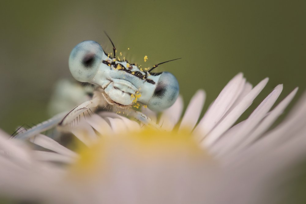 Photograph by Nicolae Fanurie Chirobocea