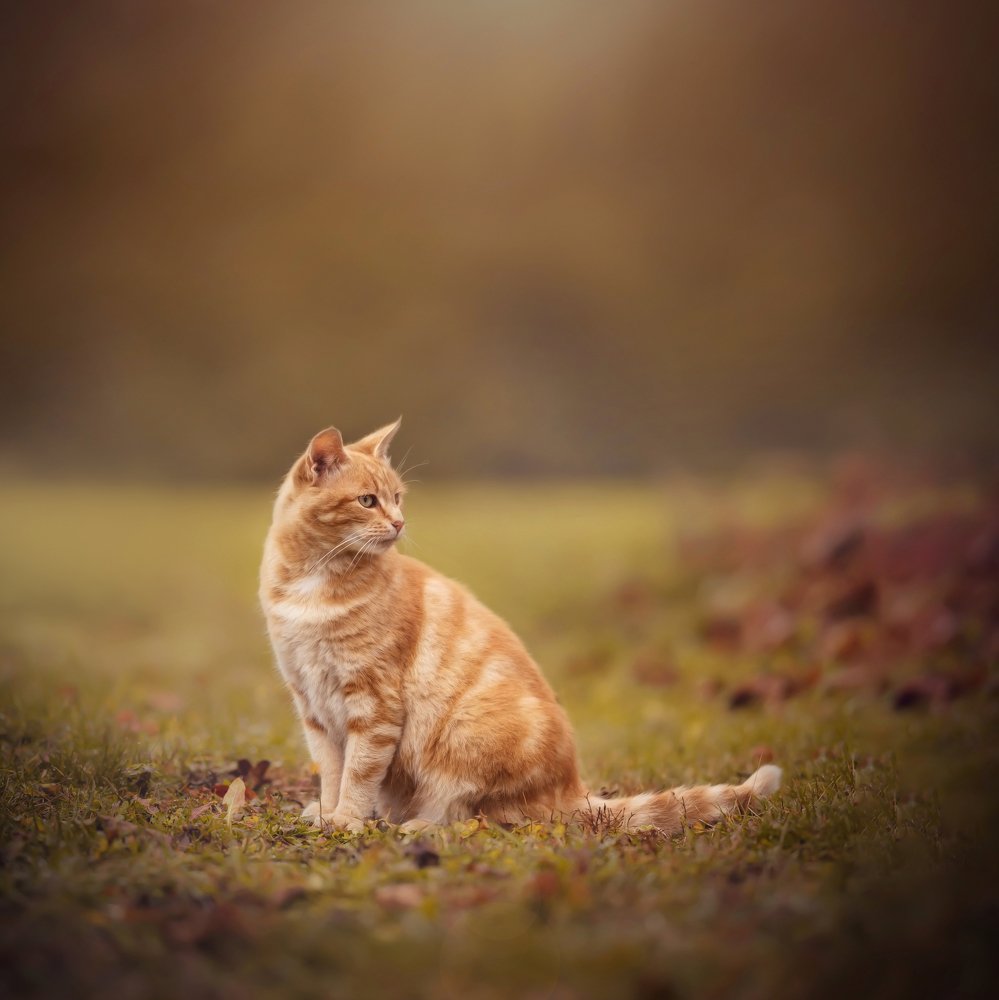 Photograph by Людмила Богуш