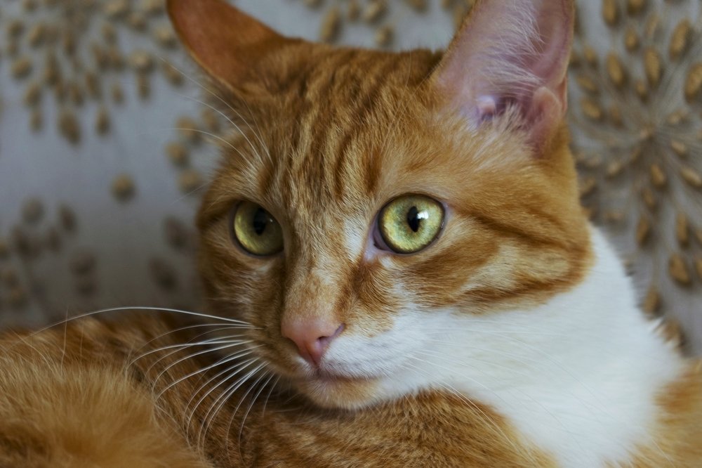 Рыжий кот