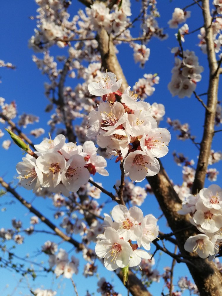 Абрикосовое цветение