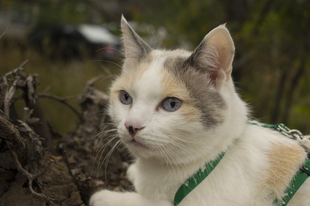 Кошка на поводке