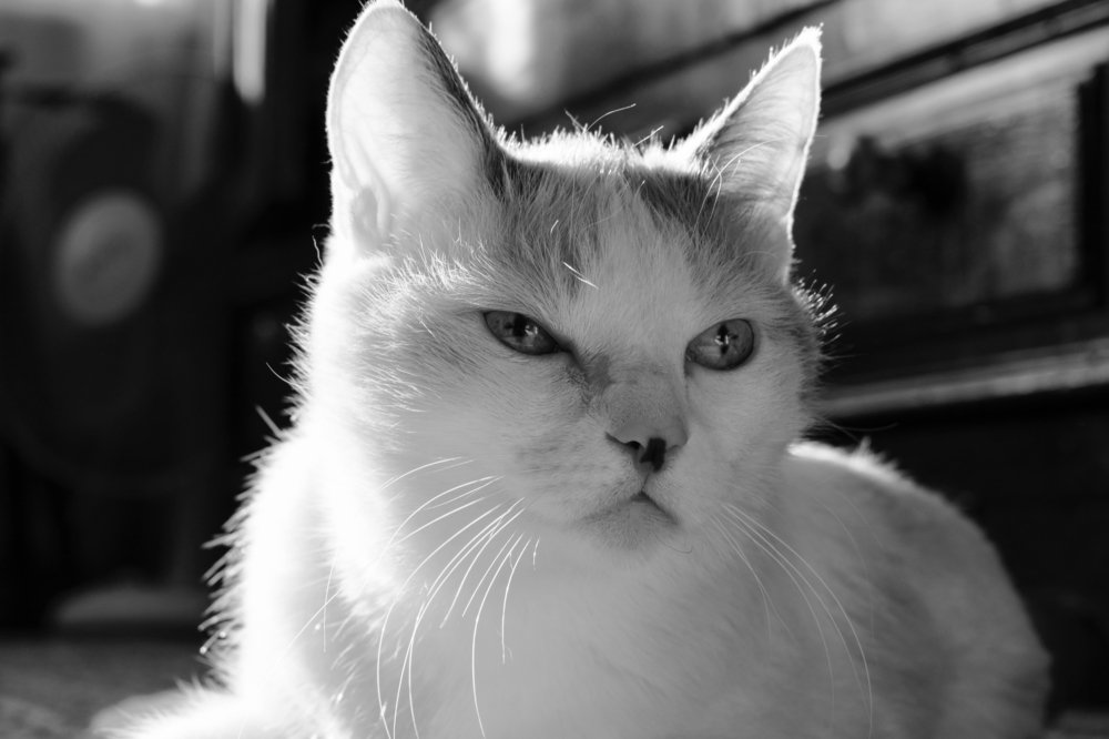 Кошка наблюдает