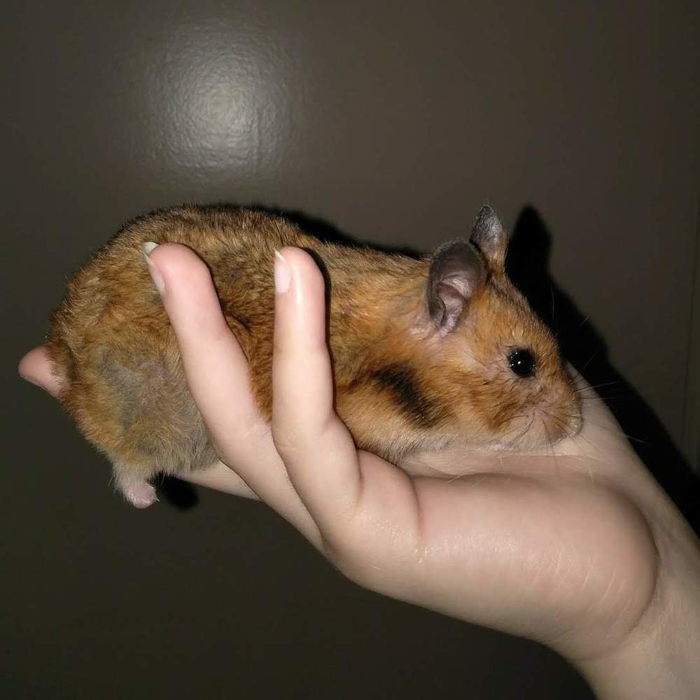 COOKIE, MON BÉBÉ ADORÉ