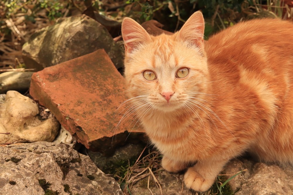 Photograph by Родосская Нонна