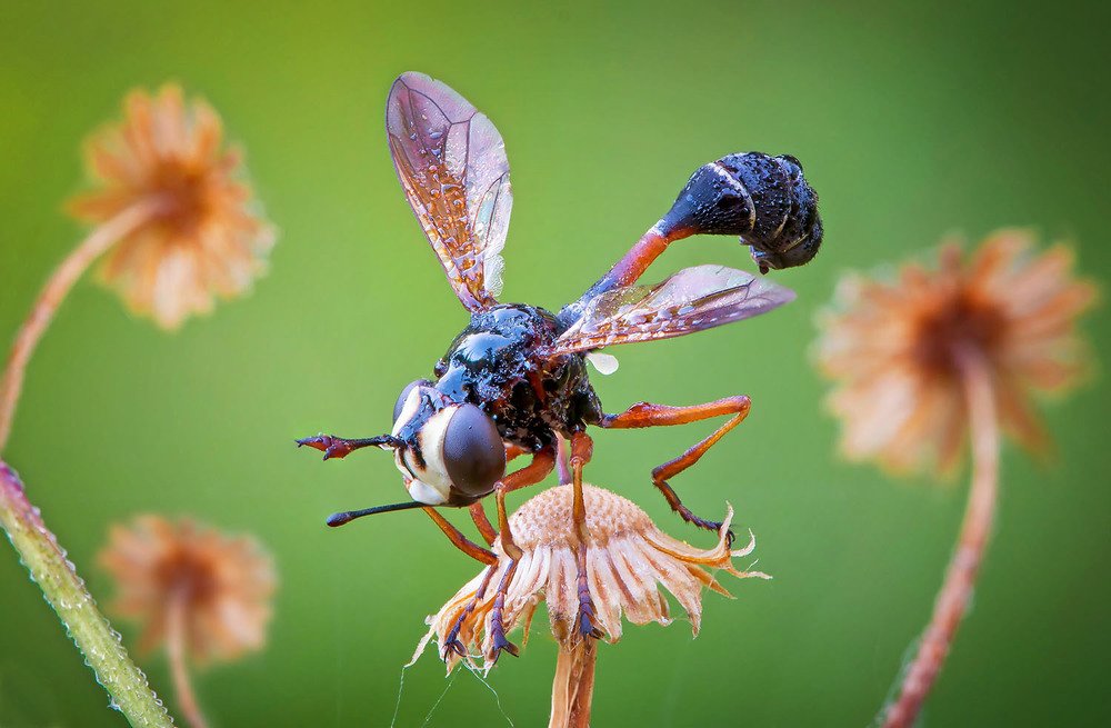 Большеголовка рыженогая