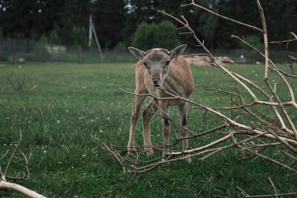 Милый детёныш