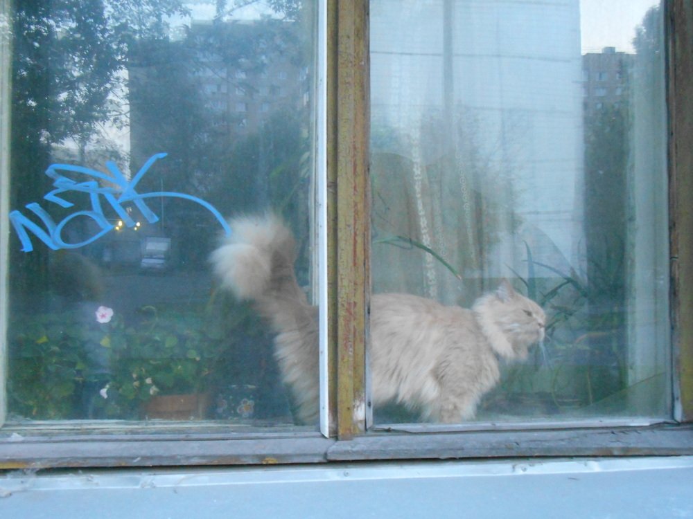 Фотография автора Настя Каляндра