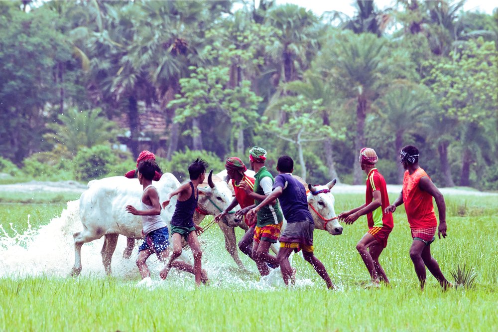 Managing bulls for race