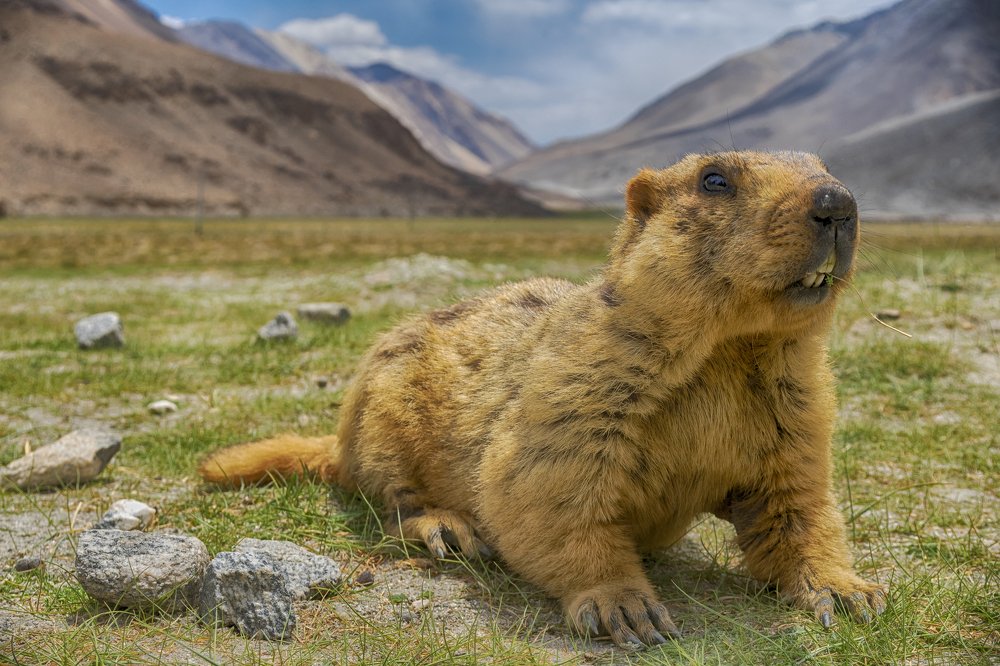 A World through the Marmot's eye