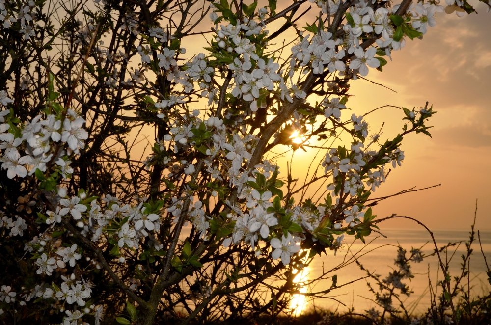 Photograph by Galina Baranovskaja