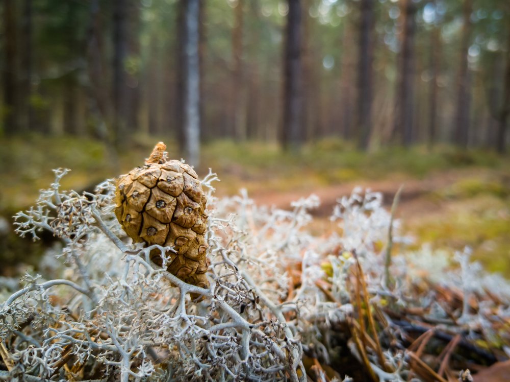 Photograph by Сергей Романченко