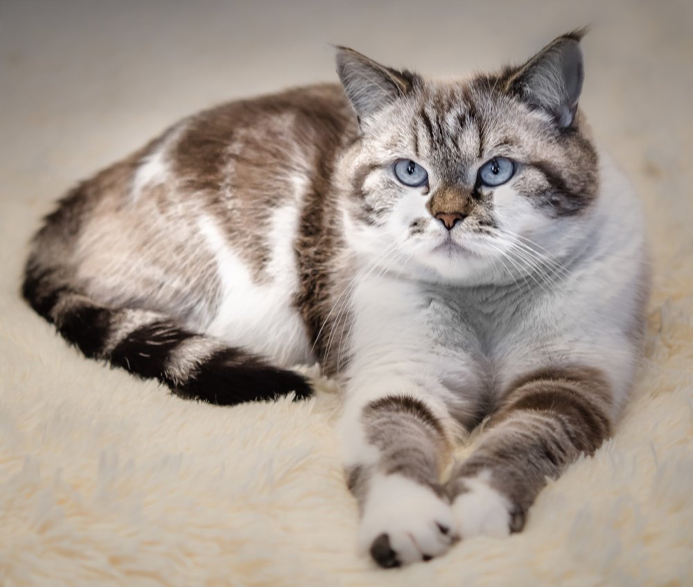 Кот Джексон