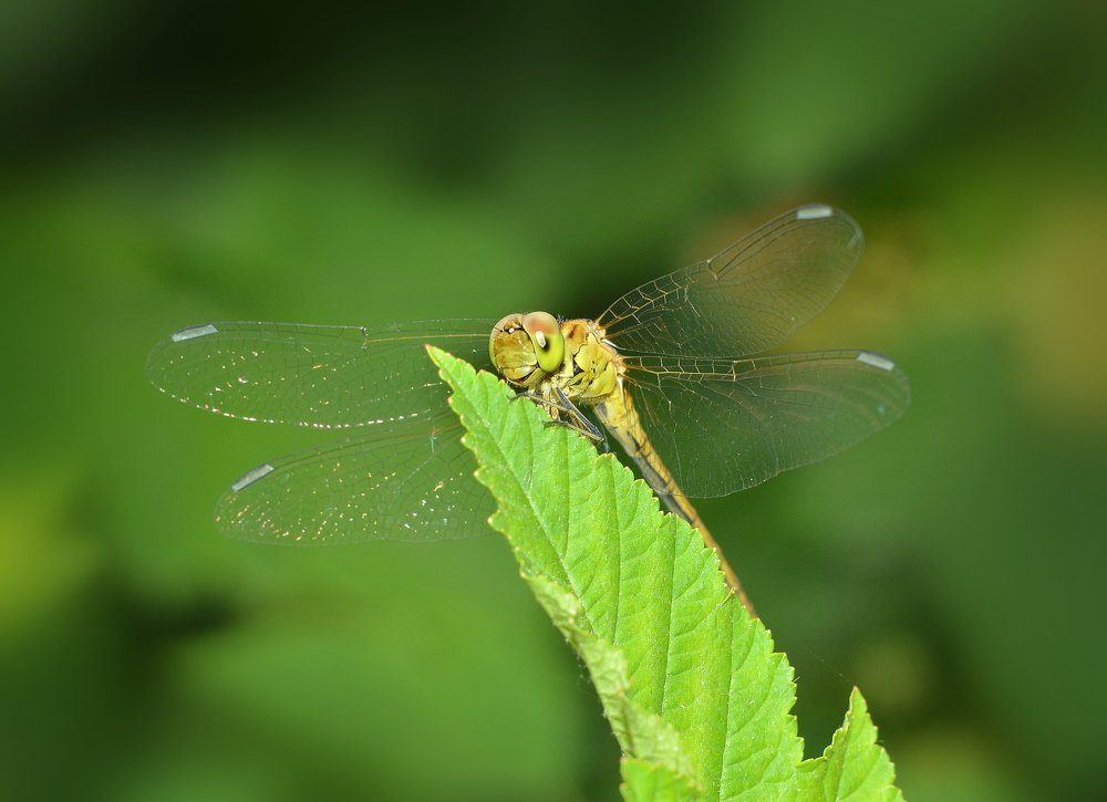 Желтая стрекоза