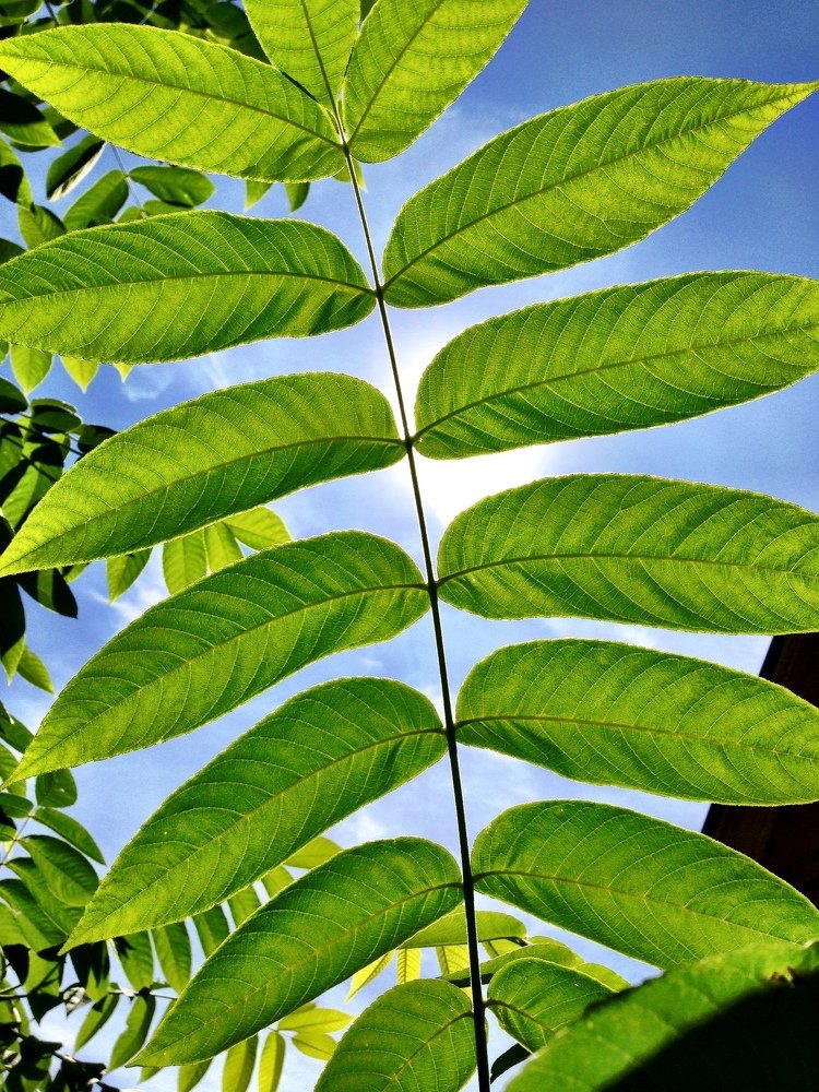 Солнечное лето