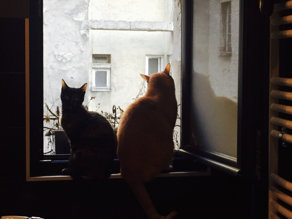 cats