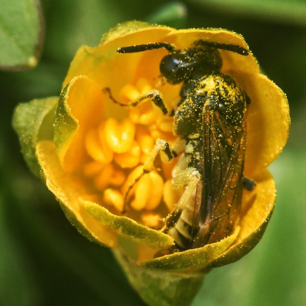 Послеобеденный сон.