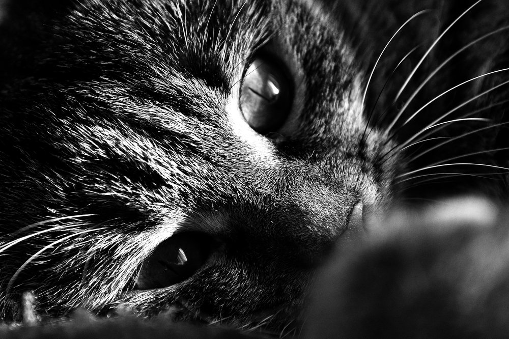 Черно-белое