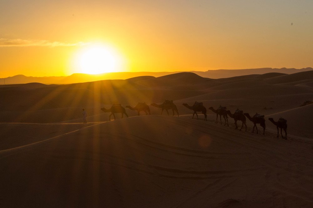 Camellos en el Sahara