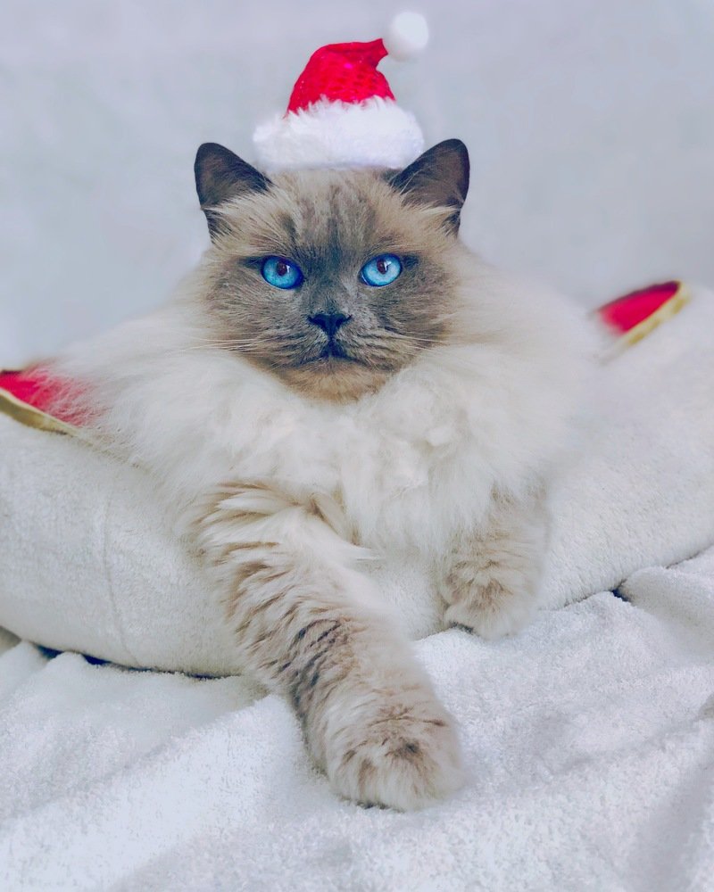 cat christmas