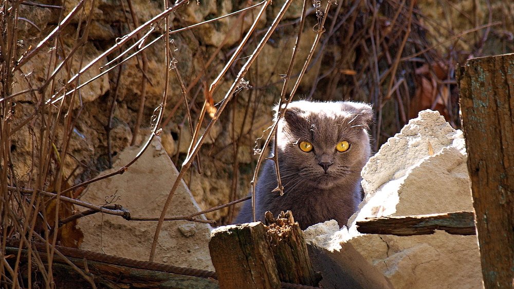 Ах, эти жёлтые глаза...