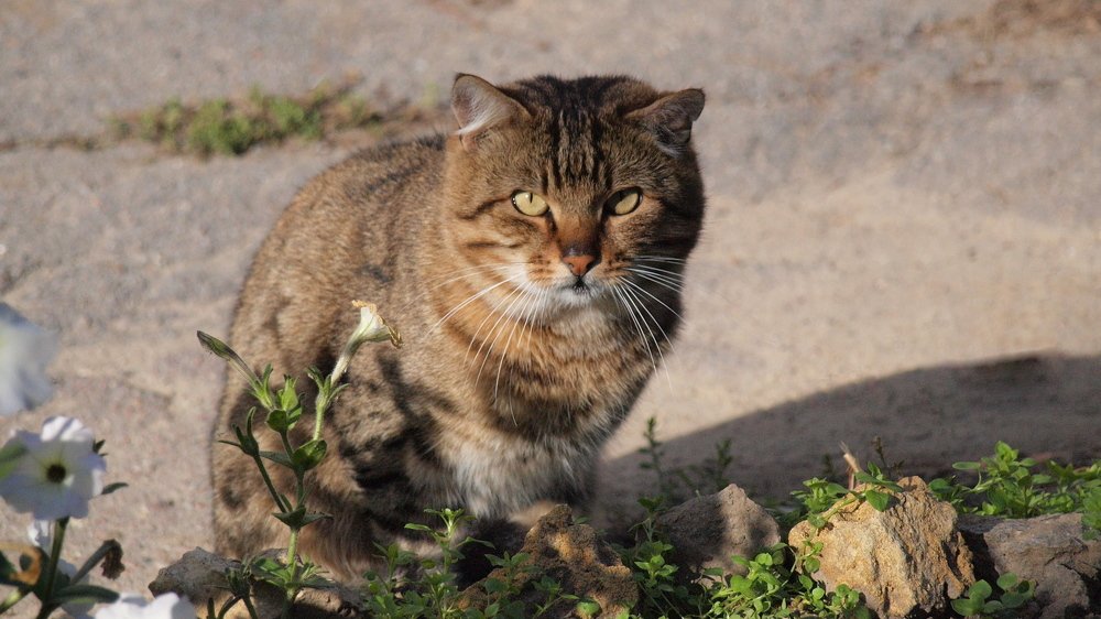 Незнакомец...