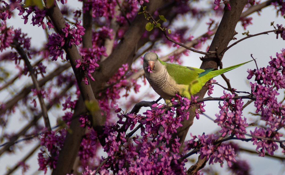 Кеша в Риме