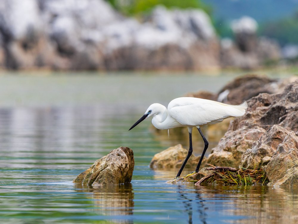 Little egret on the lake