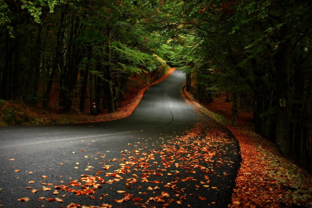 Autumn road