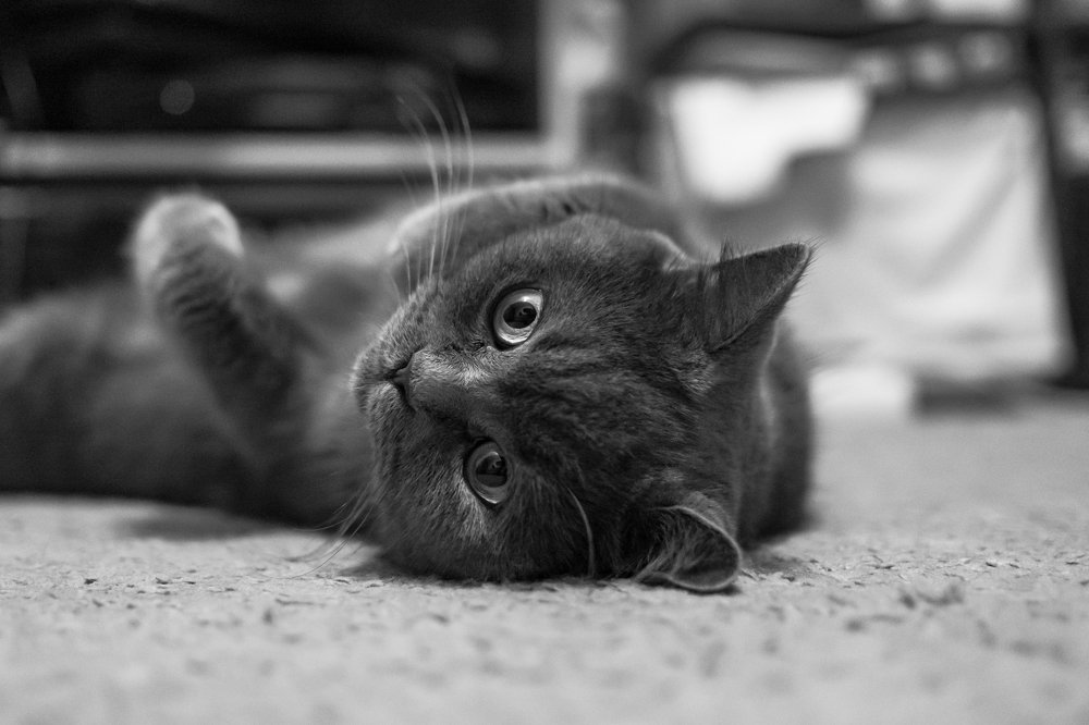 Photograph by Наталья Доброквашина