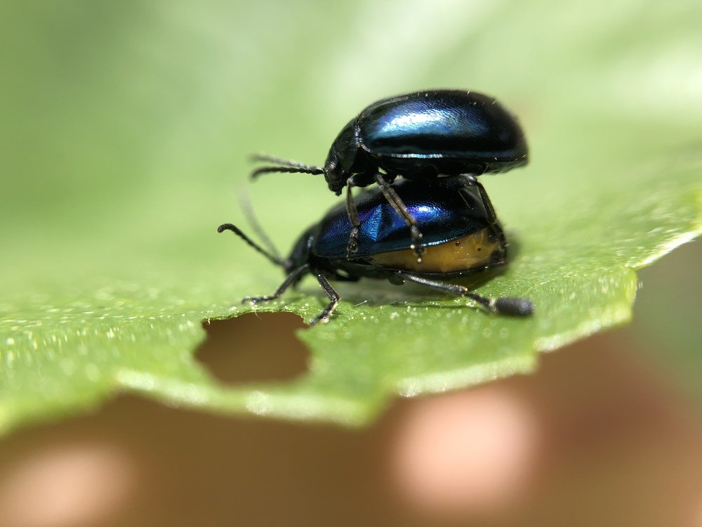 Жуки любовь