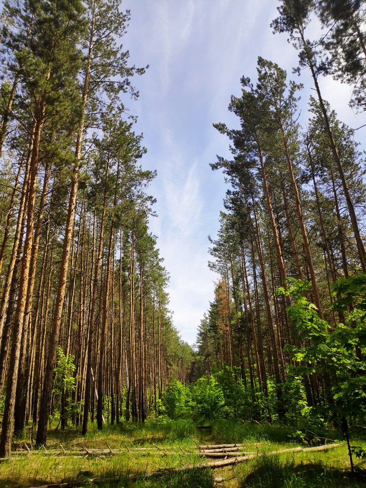 Просека в сосновом лесу