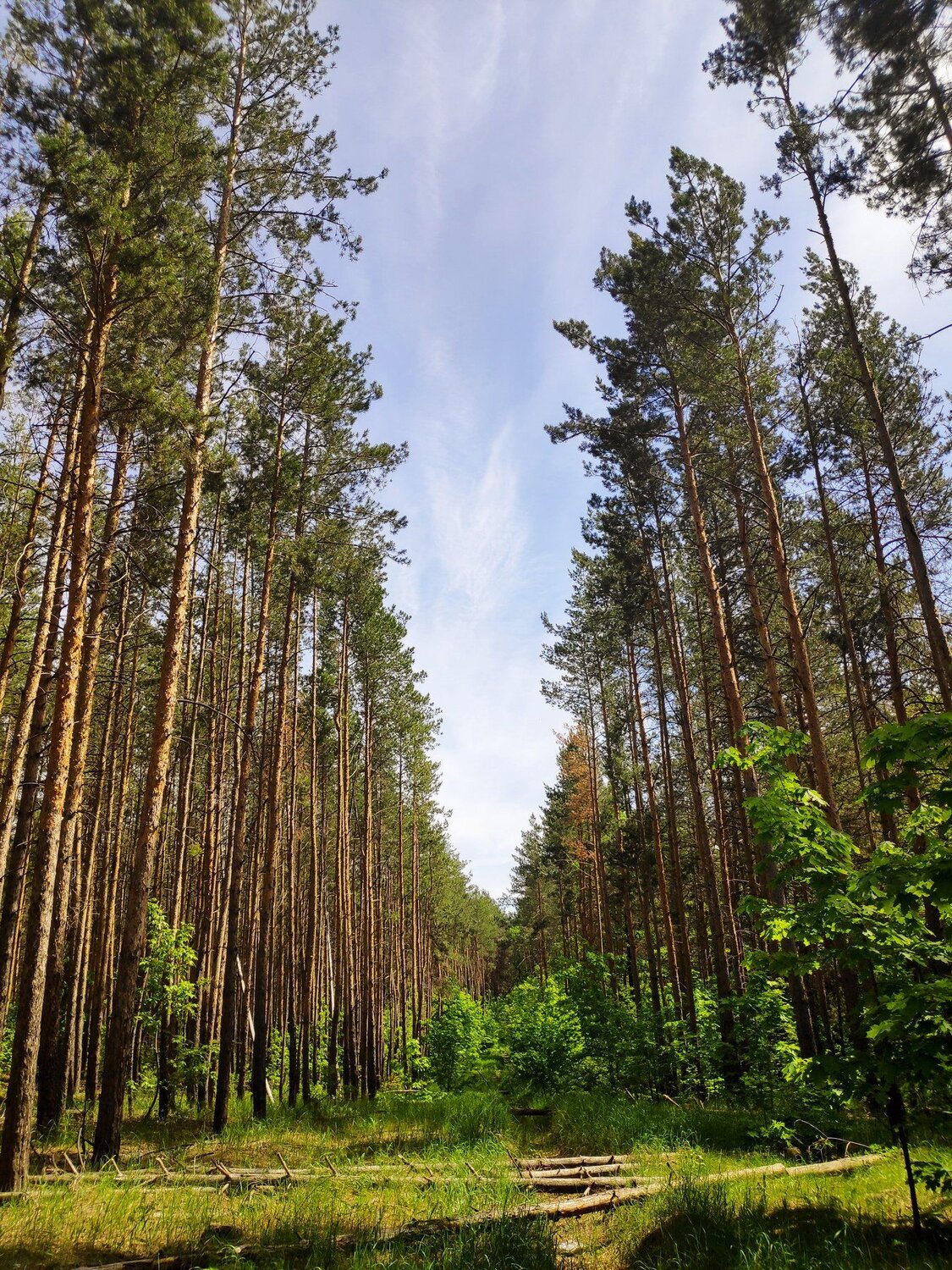 Просека в сосновом лесу
