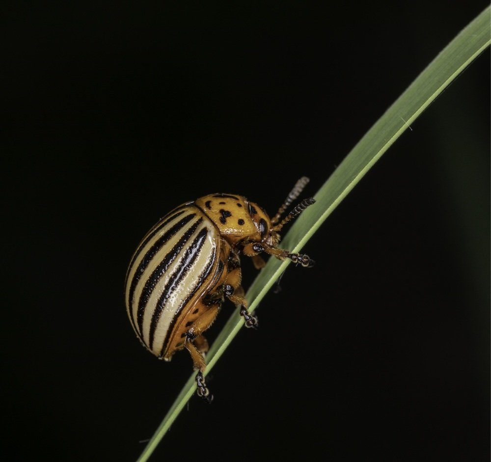 Colorado potato beetle