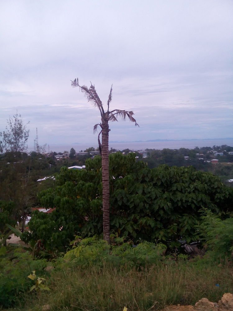 Grassland in Solomon Islands.