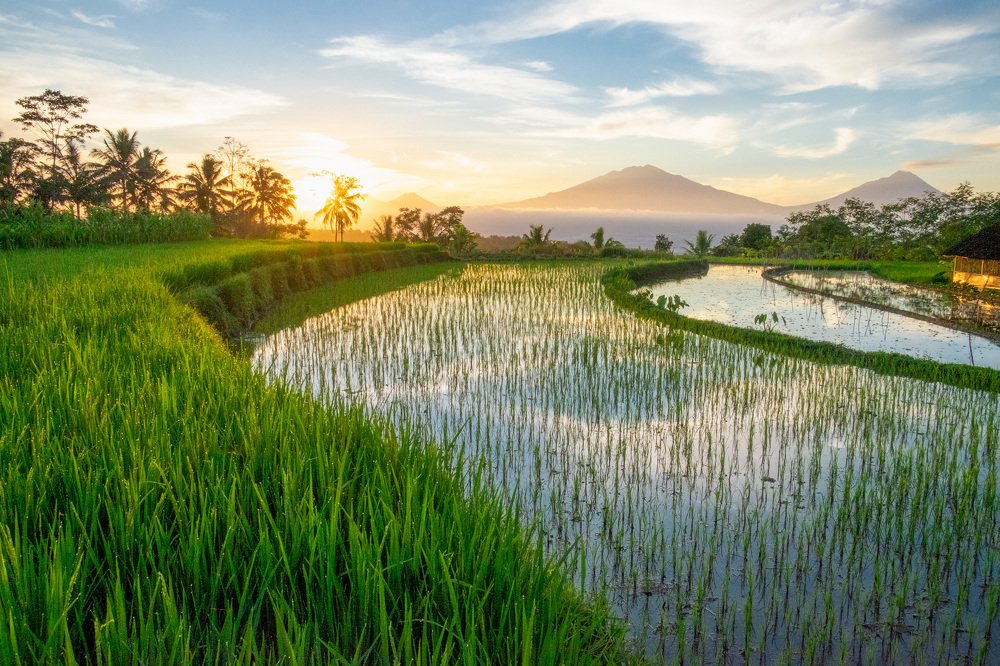 Javanese Rice Terrace