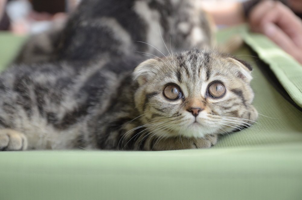 Страх подросткового возраста.