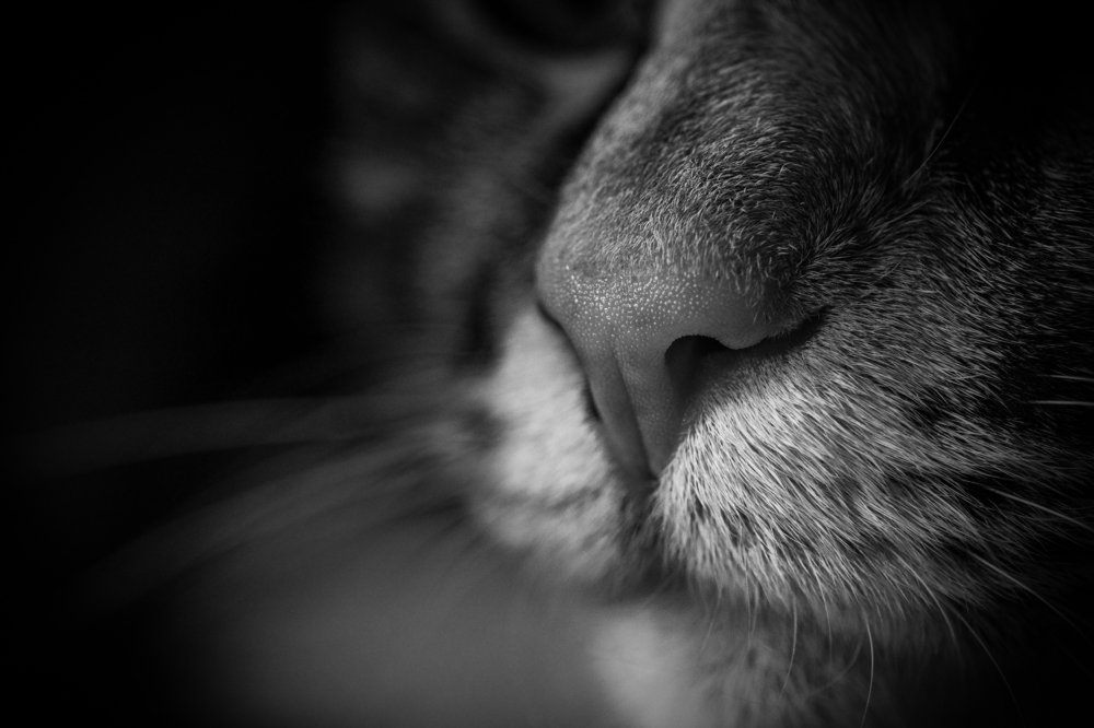 Здоровый нос / Healthy nose