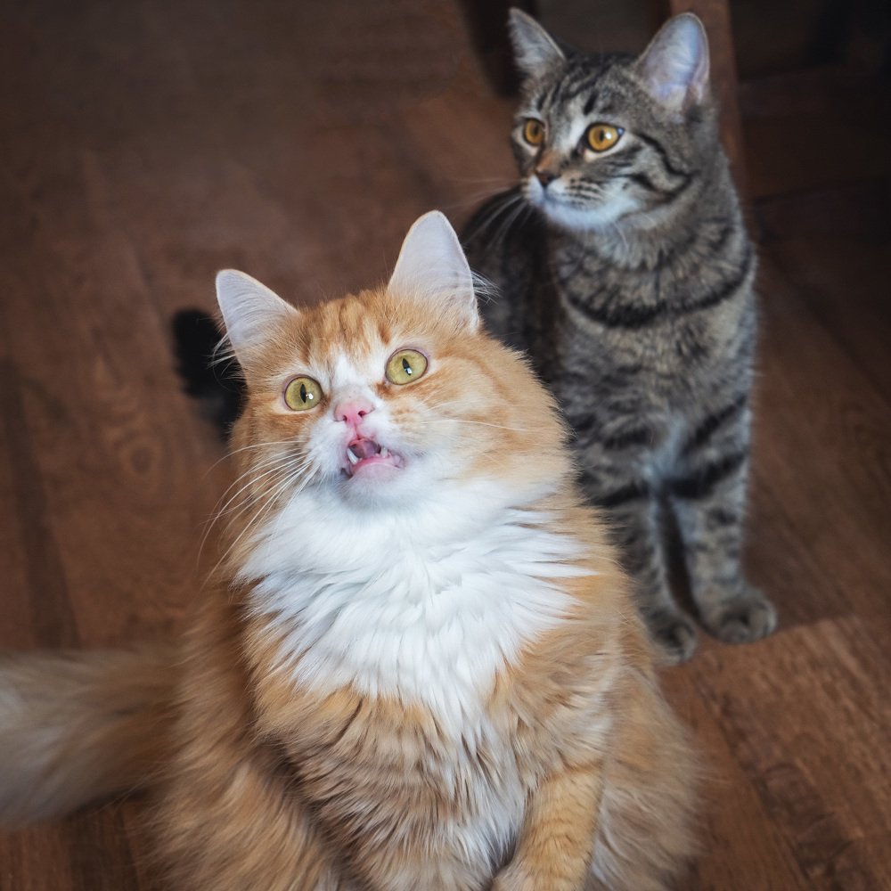 Котоудивление