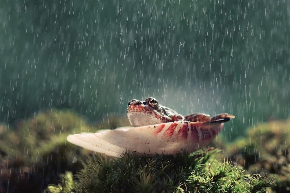 Под дождиком