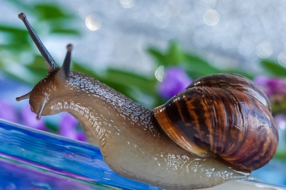 Улитка Глаша