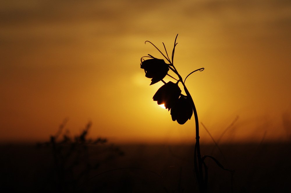 Небесный перезвон