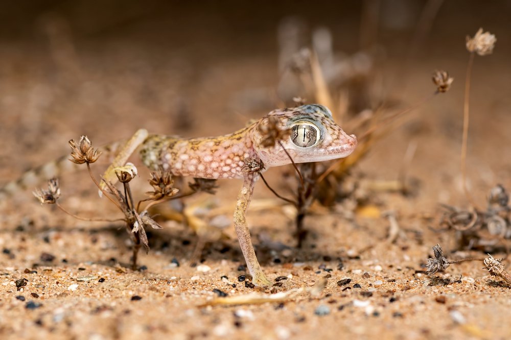 Dune Sand Gecko